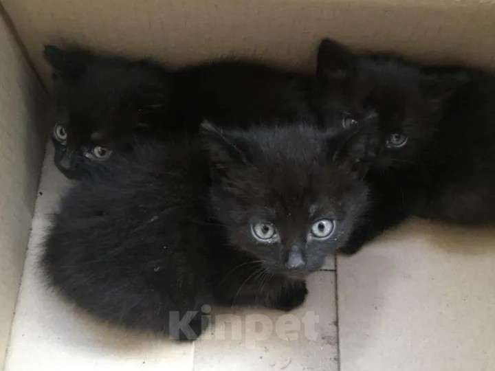 Кошки в других городах Челябинской области: 3 Котика  чернышки Мальчик, Бесплатно - фото 1
