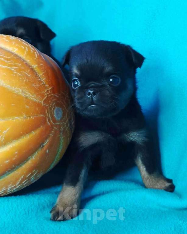 Собаки в Москве: Малый брабансон ч/п мальчик Мальчик, 45 000 руб. - фото 4