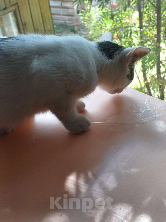 Кошки в других городах Пермского края: Кот Мальчик, Бесплатно - фото 2