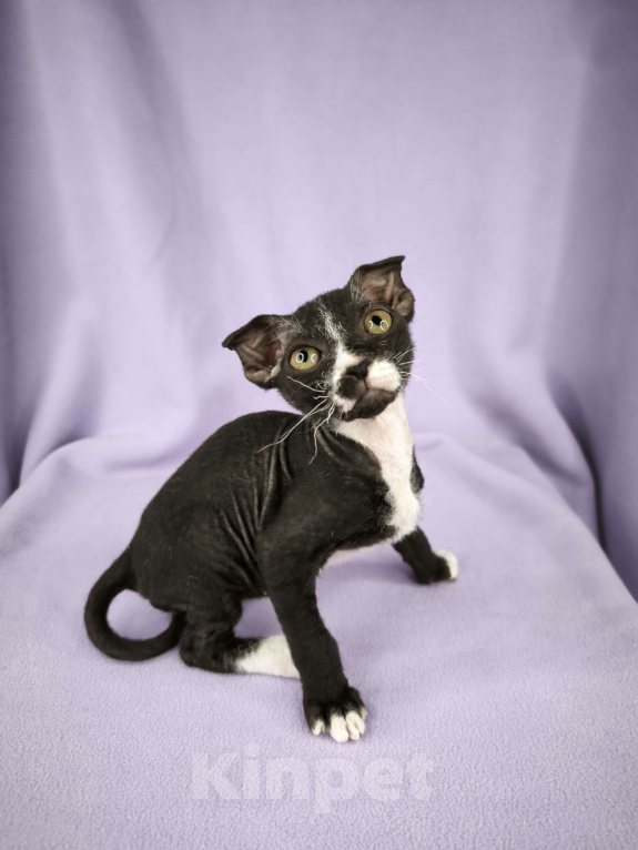 Кошки в Москве: Украинский левкой чистопродный.  Мальчик, Бесплатно - фото 6