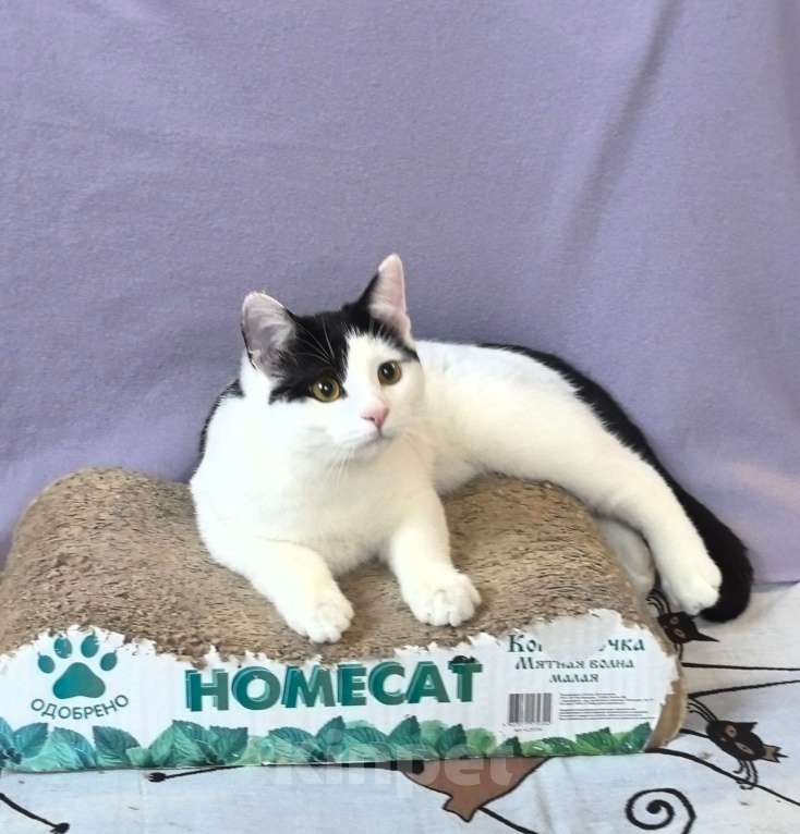 Кошки в Москве: Котёнок Смурфик ищет семью! Мальчик, Бесплатно - фото 10