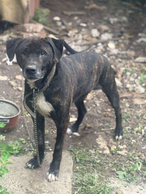 Собаки в Москве: собака (пес) Макс ищет дом Мальчик, Бесплатно - фото 4