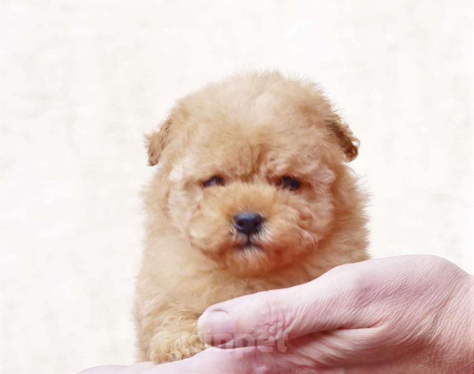 Собаки в Москве: мальтипу щенок мини девочка Девочка, 130 000 руб. - фото 1