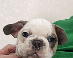 Собаки в Белореченске: Французский бульдог Девочка, Бесплатно - фото 1