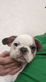 Французский бульдог