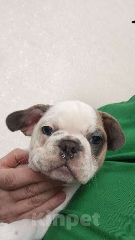 Собаки в Белореченске: Французский бульдог Девочка, Бесплатно - фото 1