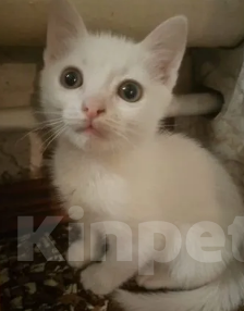 Кошки в Воронеже: Белые котята Мальчик, Бесплатно - фото 2