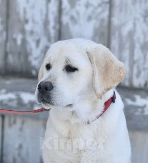 Собаки в Задонске: Девочка Лабрадора Девочка, 65 000 руб. - фото 1