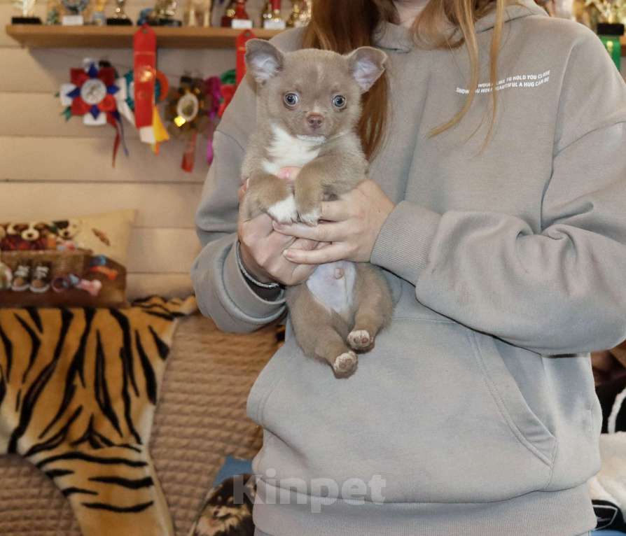 Собаки в Москве: Лиловый пухлик чихуа Мальчик, 29 000 руб. - фото 4