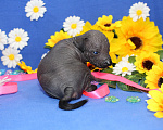 Собаки в Клине: Ксоло мини. Две девочки Девочка, 55 000 руб. - фото 8
