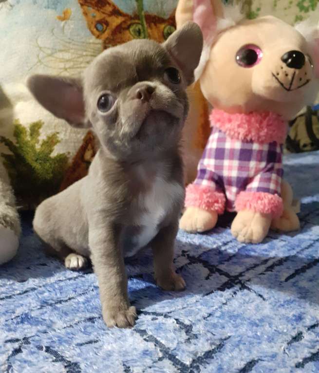 Собаки в Краснодаре: Лиловый курносый щенок чихуахуа из питомника РКФ. Мальчик, 100 000 руб. - фото 1