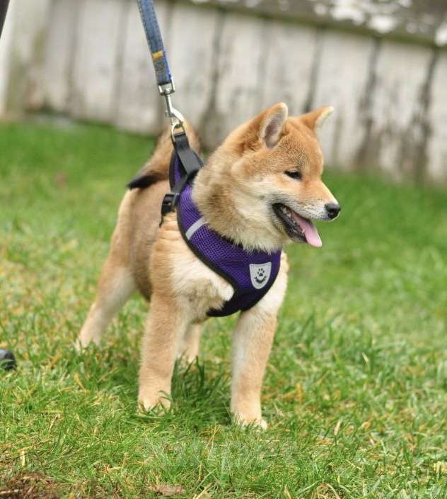 Собаки в Задонске: Девочка Сиба Девочка, 45 000 руб. - фото 4