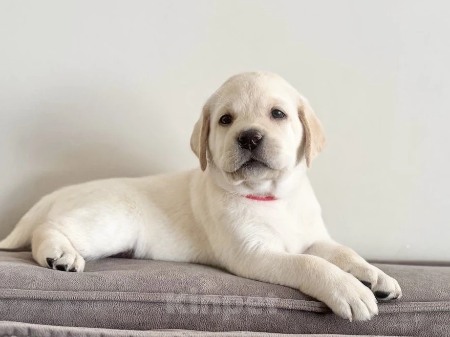 Собаки в Иркутске: ЩЕНКИ ЛАБРАДОРА РЕТРИВЕРА Разнополые, 60 000 руб. - фото 1