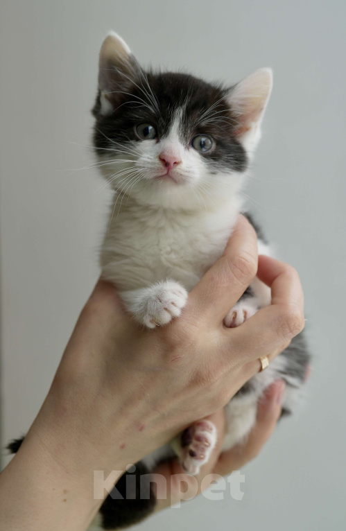 Кошки в Москве: Ирису нужен дом Мальчик, Бесплатно - фото 1