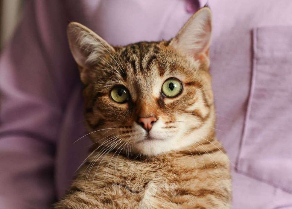 Кошки в Москве: Котенок Глаша ищет дом Девочка, Бесплатно - фото 1