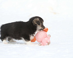 Собаки в Москве: Вельш корги пемброк Мальчик, 60 000 руб. - фото 7