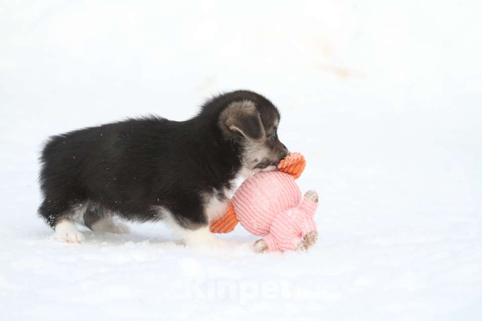 Собаки в Москве: Вельш корги пемброк Мальчик, 60 000 руб. - фото 7