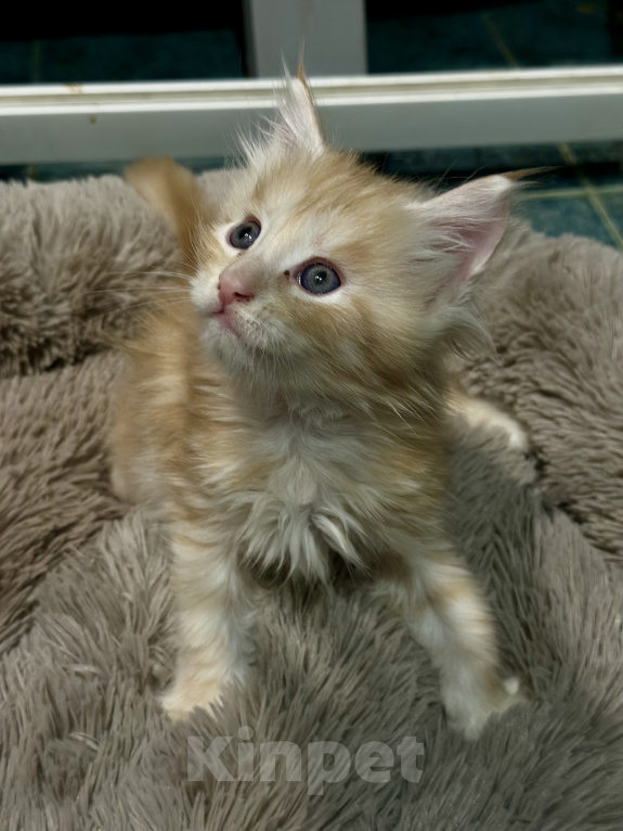 Кошки в Челябинске: Котята породы Мейн-кун Мальчик, 12 000 руб. - фото 3