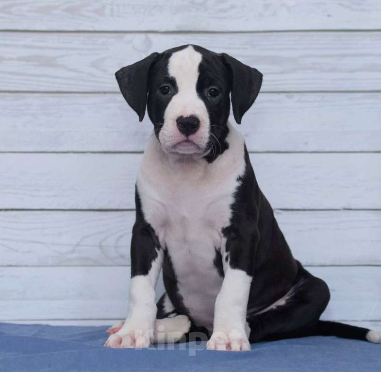 Собаки в Санкт-Петербурге: Мощная и крутая девочка амстаффа Девочка, 1 руб. - фото 9