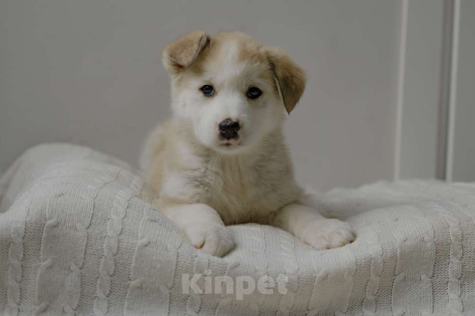 Собаки в Москве: Щенок в добрые руки Девочка, Бесплатно - фото 2