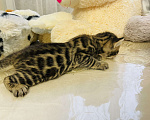 Кошки в Екатеринбурге: Бенгальские котята Девочка, 12 000 руб. - фото 6