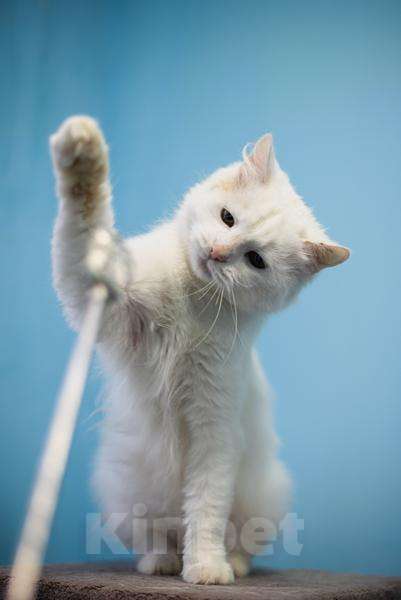 Кошки в Москве: Милая и ласковая Бэлла ищет дом Девочка, Бесплатно - фото 6