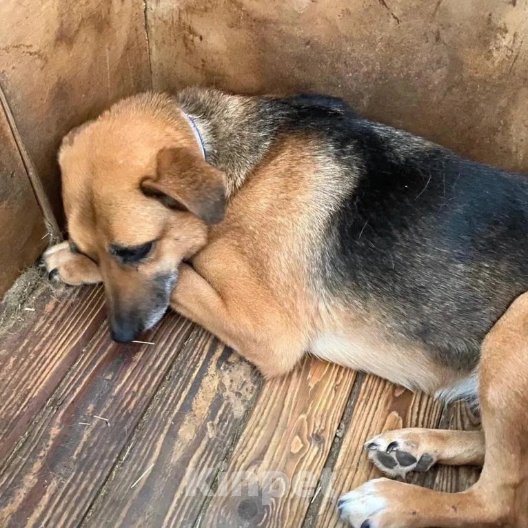 Собаки в Москве: Тучка сидит в клетке приюта и уже не надеется на чудо Девочка, Бесплатно - фото 2