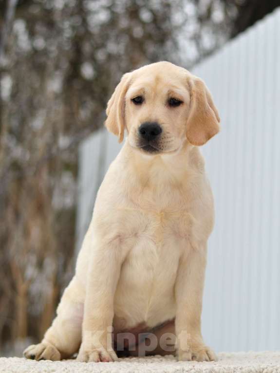 Собаки в других городах Липецкой области: Щенок лабрадора Холлабвууд'с Пиппа Девочка, 60 000 руб. - фото 2