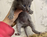 Кошки в Москве: Котята крохи Мальчик, Бесплатно - фото 9