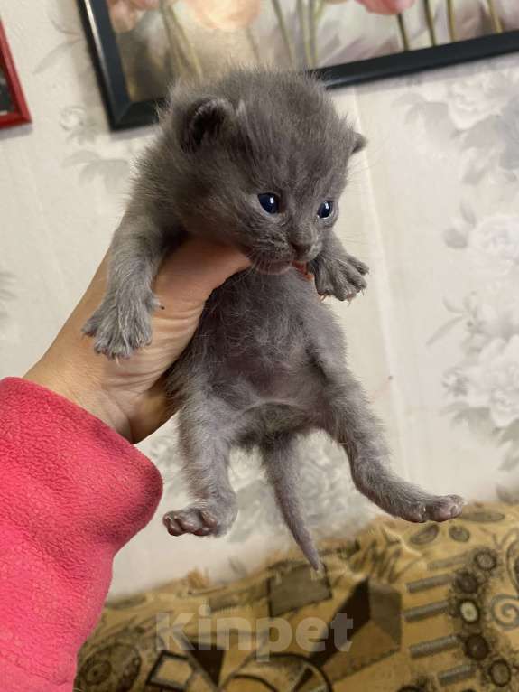 Кошки в Москве: Котята крохи Мальчик, Бесплатно - фото 9