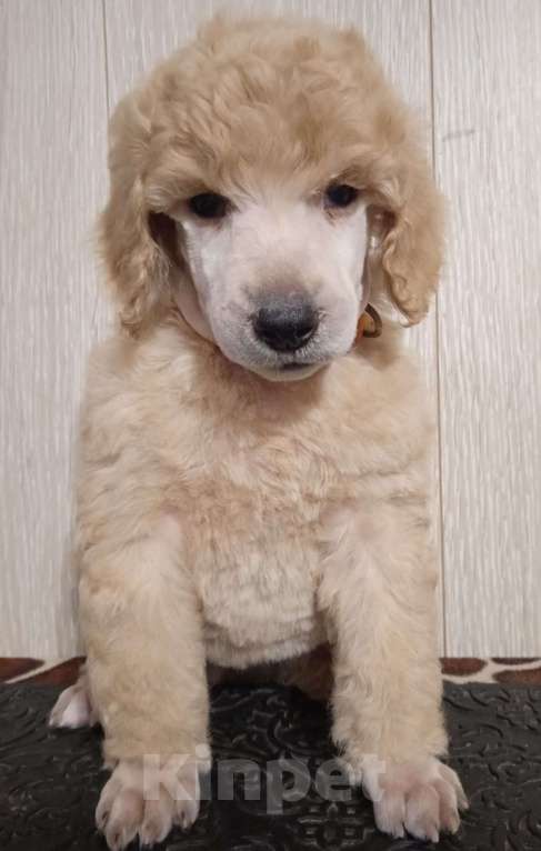 Собаки в Санкт-Петербурге: Пудель королевский рыжий Девочка, 60 000 руб. - фото 3