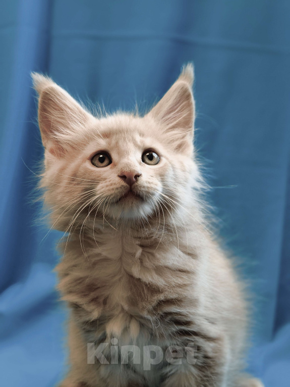 Кошки в Москве: Кремовый тикированный мальчик Мальчик, 90 000 руб. - фото 2