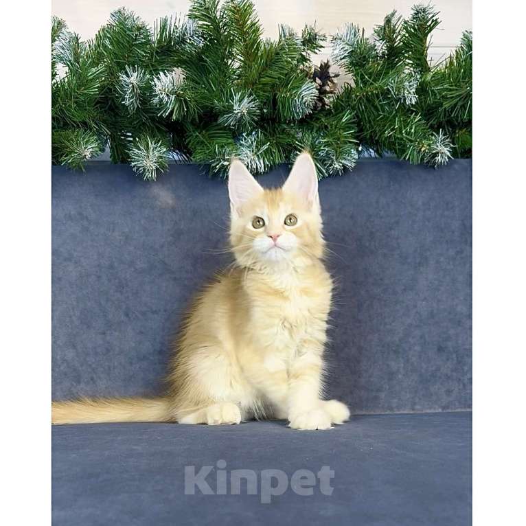 Кошки в других городах Московской области: Фиона Девочка, 60 000 руб. - фото 1