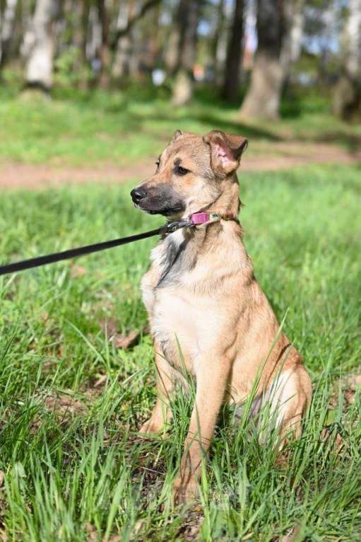 Собаки в Москве: Милая девочка очень хочет домой Девочка, 10 руб. - фото 2