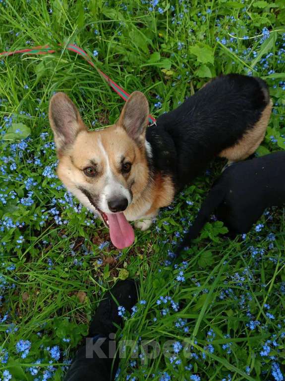 Собаки в Павлово: вязка Мальчик, Бесплатно - фото 3