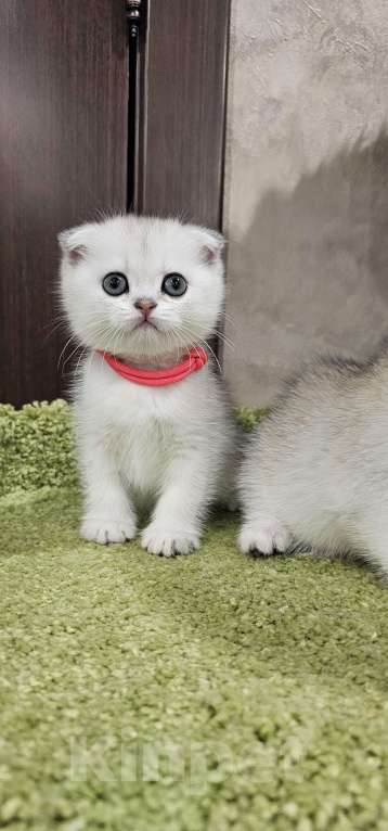 Кошки в Балашихе: Маленькая принцесса Девочка, 35 000 руб. - фото 1