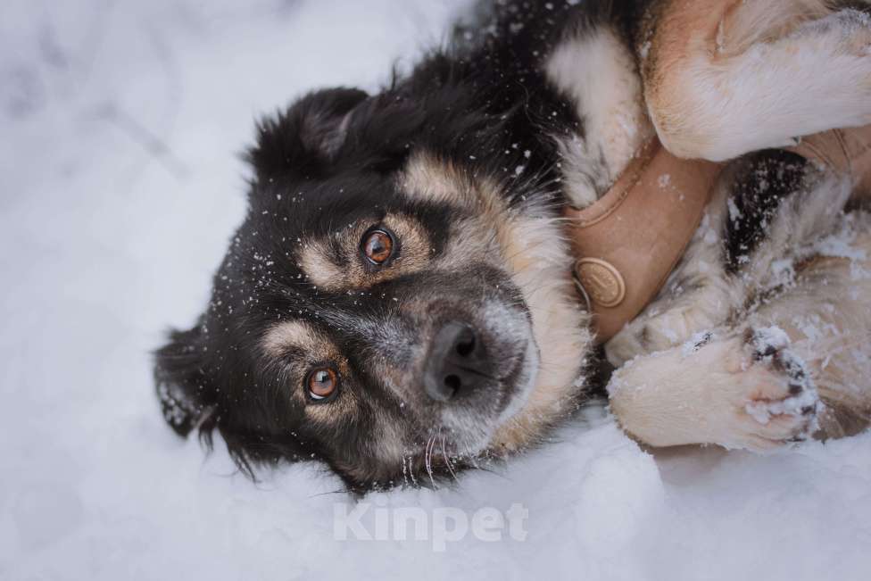 Собаки в Москве: Надя Девочка, Бесплатно - фото 2