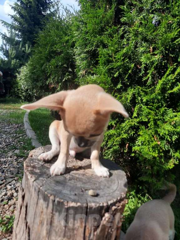 Собаки в Ярославле: Чихуахуа  мальчик  Мальчик, 45 000 руб. - фото 4