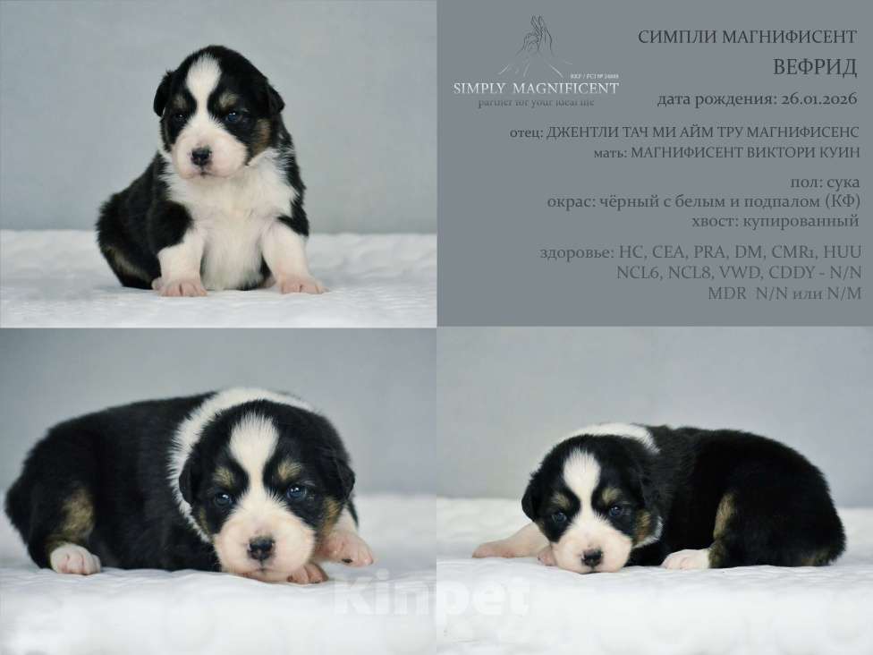 Собаки в других городах Московской области: щенки австралийской овчарки (аусси) РКФ Разнополые, 50 000 руб. - фото 3