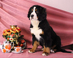 Собаки в Новосибирске: Бернский зенненхунд Девочка, 150 000 руб. - фото 2