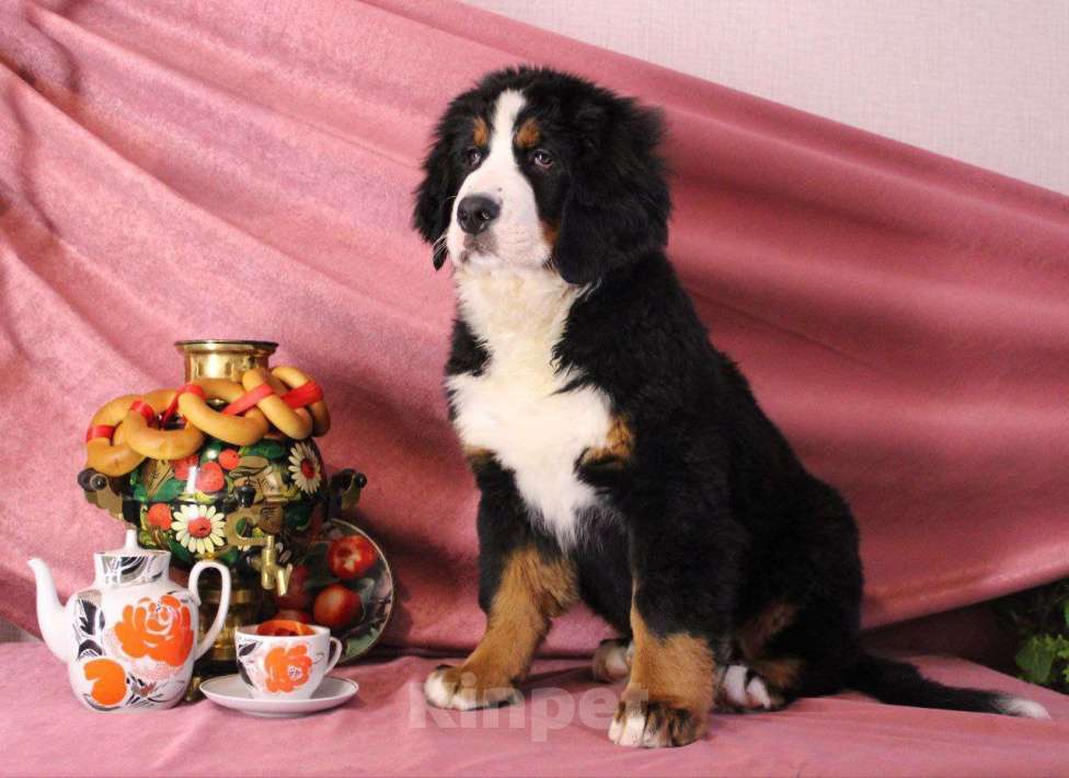 Собаки в Новосибирске: Бернский зенненхунд Девочка, 150 000 руб. - фото 2