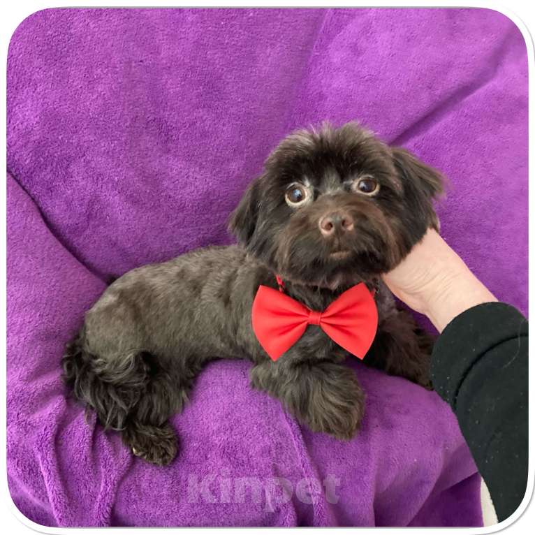 Собаки в Москве: Йорк девочка крупная и взрослая горький шоколад Девочка, 45 000 руб. - фото 1