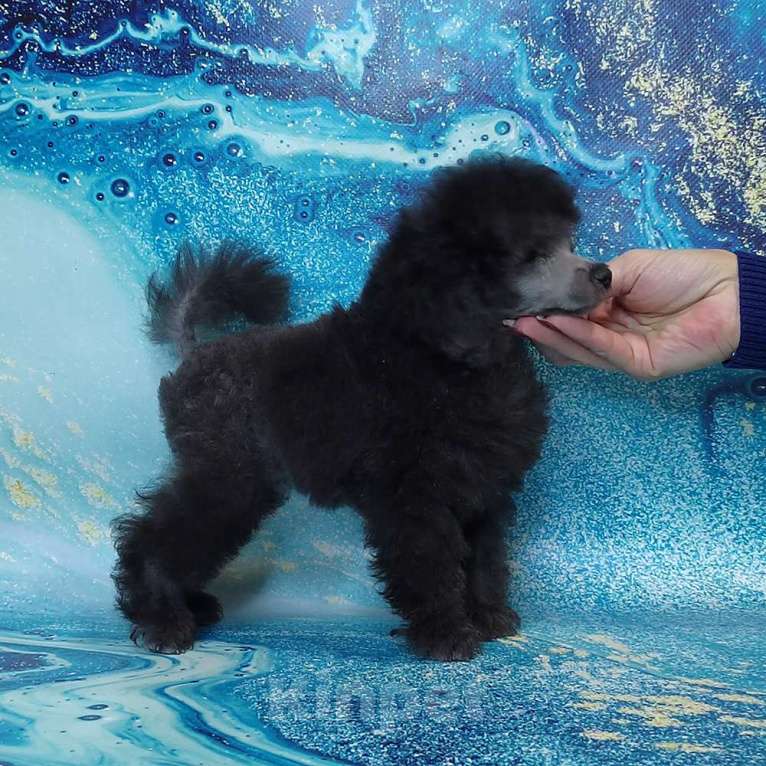 Собаки в Долгопрудном: Той пуделя щенок серый мальчик  ДЖЕНТЛИ БОРН   ИЛЬМИР  Мальчик, 120 000 руб. - фото 4