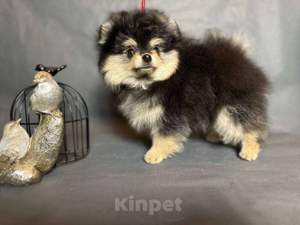 Собаки в Москве: Арчибальд Мальчик, 35 000 руб. - фото 5