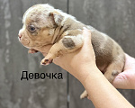 Собаки в Краснодаре: Американский булли Девочка, Бесплатно - фото 1