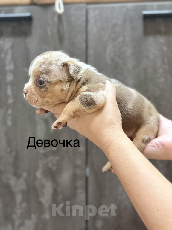Собаки в Краснодаре: Американский булли Девочка, Бесплатно - фото 1