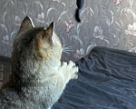 Кошки в Новосибирске: Котенок манчкин  Мальчик, 20 000 руб. - фото 2