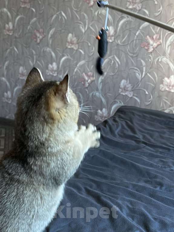 Кошки в Новосибирске: Котенок манчкин  Мальчик, 20 000 руб. - фото 2