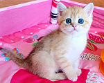 Кошки в Красноярске: Шотландский вислоухий короткошёрстный котёнок Разнополые, 35 000 руб. - фото 7