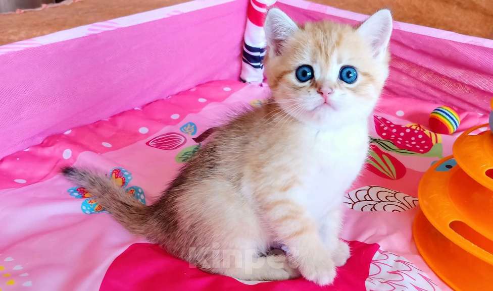 Кошки в Красноярске: Шотландский вислоухий короткошёрстный котёнок Разнополые, 35 000 руб. - фото 7